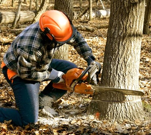 Tree Removal in Plymouth, IL